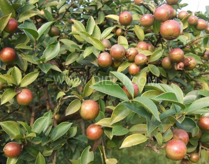 茶籽油壓榨設(shè)備認(rèn)準(zhǔn)企鵝機(jī)械，性能穩(wěn)定操作便利(圖1)